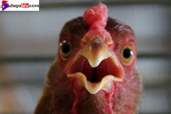 Điều trị gà há miệng thở do nhiễm bệnh gà rù