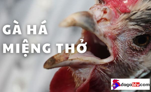 Gà há miệng thở