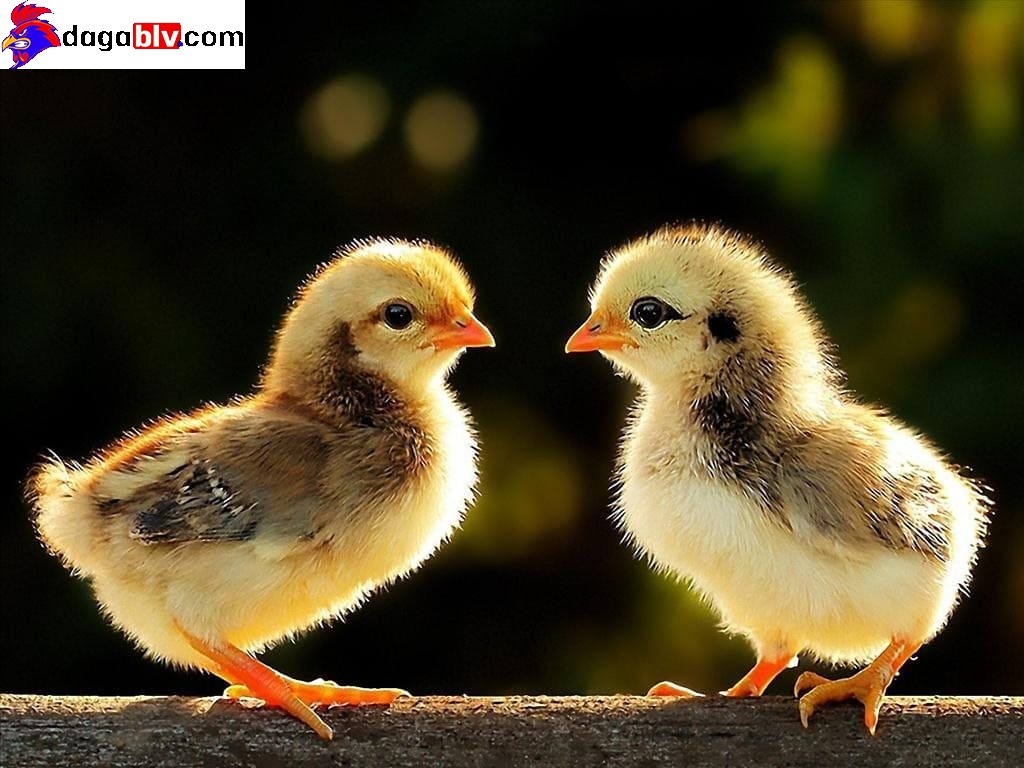 Gà Ỉa Phân Trắng ✔️ Nguyên Nhân Và Kinh Nghiệm Điều Trị Gà Ỉa Phân Trắng Hiệu Quả 6 Gà Ỉa Phân Trắng ✔️ Nguyên Nhân Và Kinh Nghiệm Điều Trị Gà Ỉa Phân Trắng Hiệu Quả Kinh nghiệm phòng bệnh gà ỉa phân trắng hiệu quả và tiết kiệm