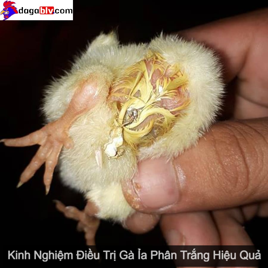 Gà Ỉa Phân Trắng ✔️ Nguyên Nhân Và Kinh Nghiệm Điều Trị Gà Ỉa Phân Trắng Hiệu Quả 1 Gà Ỉa Phân Trắng ✔️ Nguyên Nhân Và Kinh Nghiệm Điều Trị Gà Ỉa Phân Trắng Hiệu Quả Gà ỉa phân trắng