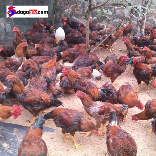 Hình ảnh gà lai chọi