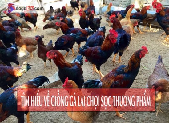 Hình ánh gà lai chọi sọc