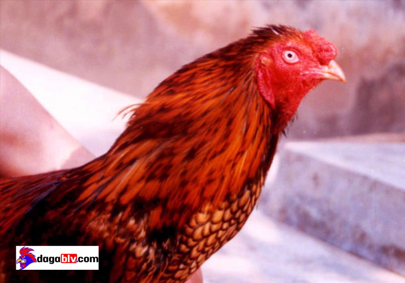 Gà mồng trích Gà mồng trích