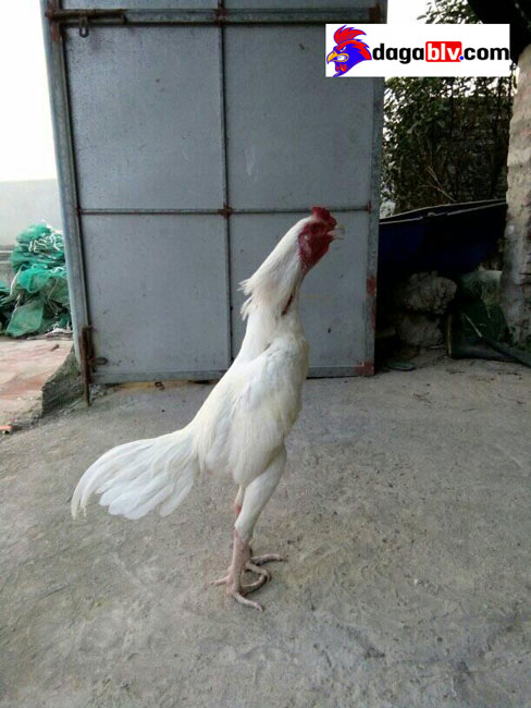 Gà nhạn chân trắng Gà nhạn chân trắng