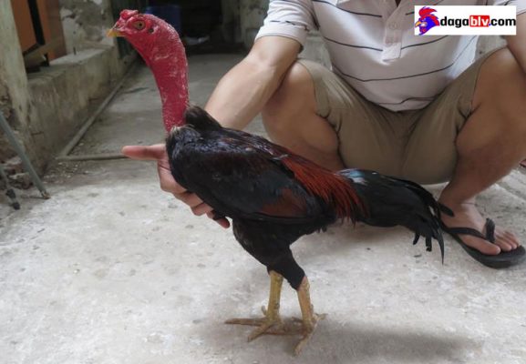 Gà tía là gì
