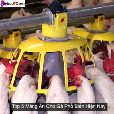 Máng ăn cho gà