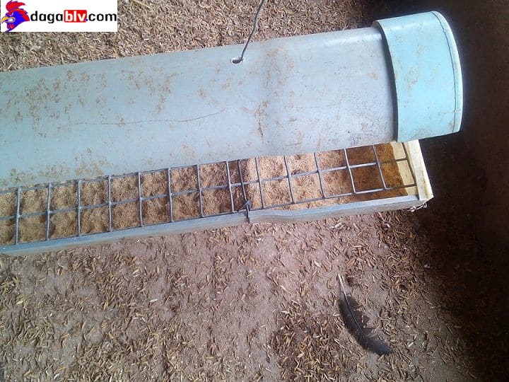 Máng cho gà ăn dạng thả vườn