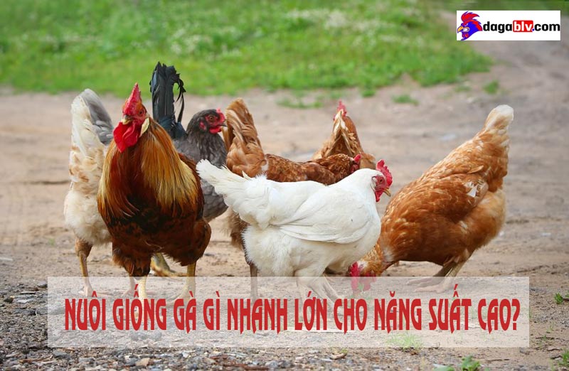 nuôi giống gà gì nhanh lớn