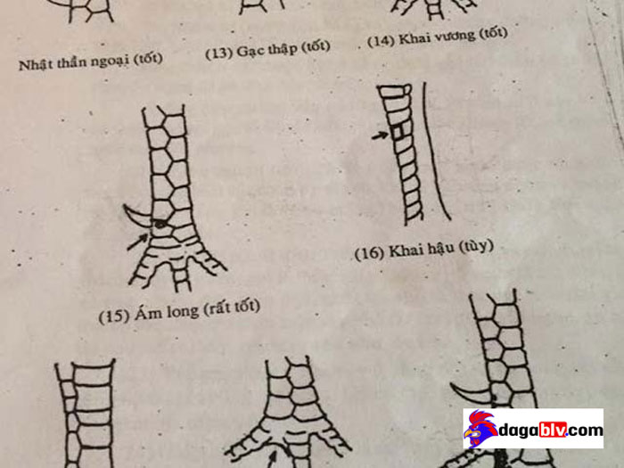 Kinh kê gà chọi Sách coi vảy gà