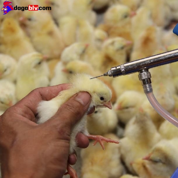 Vacxin 4 Trong 1 Cho Gà Và Những Ưu Điểm Có 1 Không 2 Mà Bà Con Nên Biết 2 Vacxin 4 Trong 1 Cho Gà Và Những Ưu Điểm Có 1 Không 2 Mà Bà Con Nên Biết Ưu điểm của vacxin 4 trong 1 dành cho gà