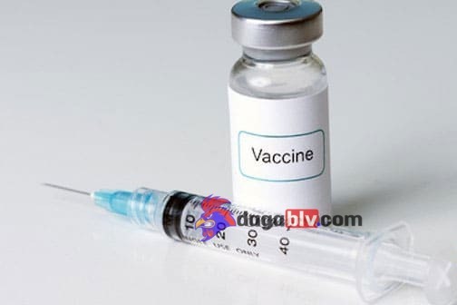 Vacxin 4 Trong 1 Cho Gà Và Những Ưu Điểm Có 1 Không 2 Mà Bà Con Nên Biết 3 Vacxin 4 Trong 1 Cho Gà Và Những Ưu Điểm Có 1 Không 2 Mà Bà Con Nên Biết Lưu ý khi chọn vacxin 4 trong 1 cho gà