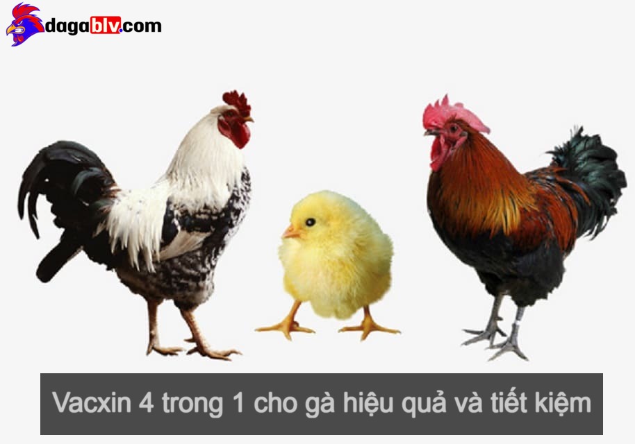 Vacxin 4 Trong 1 Cho Gà Và Những Ưu Điểm Có 1 Không 2 Mà Bà Con Nên Biết 1 Vacxin 4 Trong 1 Cho Gà Và Những Ưu Điểm Có 1 Không 2 Mà Bà Con Nên Biết Đôi nét về vacxin 4 trong 1 cho gà