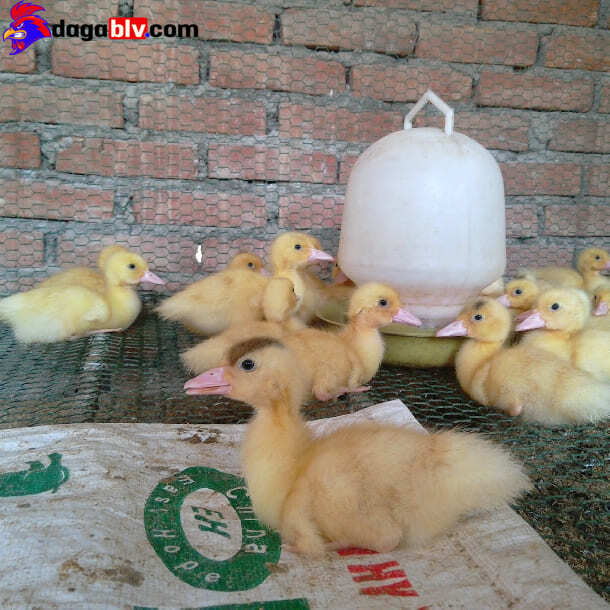 Top 3 nguyên nhân khiến vịt bị bệnh bại chân 