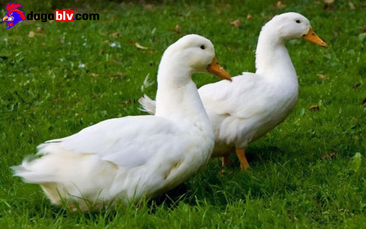 Điều trị vịt bị bệnh bại chân do dịch tả kèm kí sinh trùng đường máu