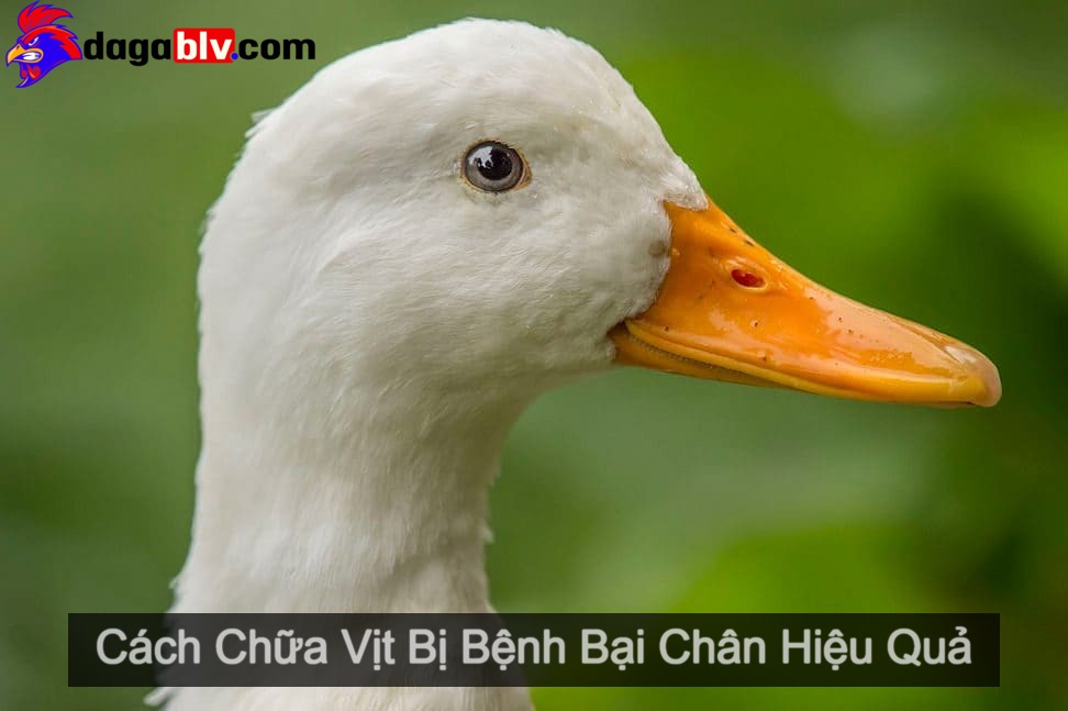vịt bị bệnh bại chân