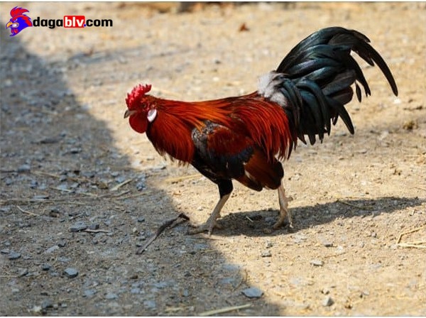 Những địa chỉ bán gà Mỹ con giá rẻ hết hồn!!! 7 Những địa chỉ bán gà Mỹ con giá rẻ hết hồn!!! Những lưu ý khi mua bán gà mỹ con giá rẻ