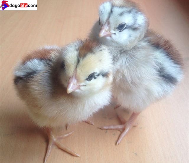 Tổng hợp những địa chỉ bán gà nòi con TPHCM uy tín 2 Tổng hợp những địa chỉ bán gà nòi con TPHCM uy tín Lí do nên lựa chọn địa điểm bán gà nòi con TPHCM