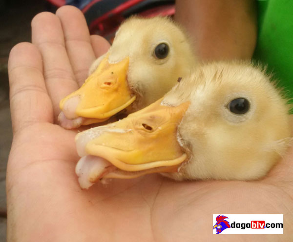 bệnh rụt mỏ vịt