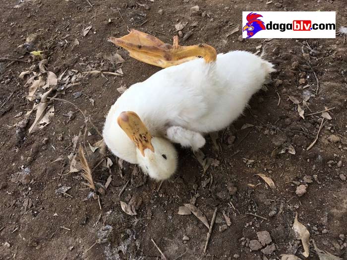 Thuốc đặc trị bại huyết ngan vịt