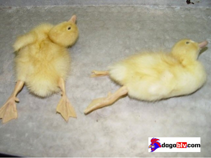 bệnh bại huyết ở vịt