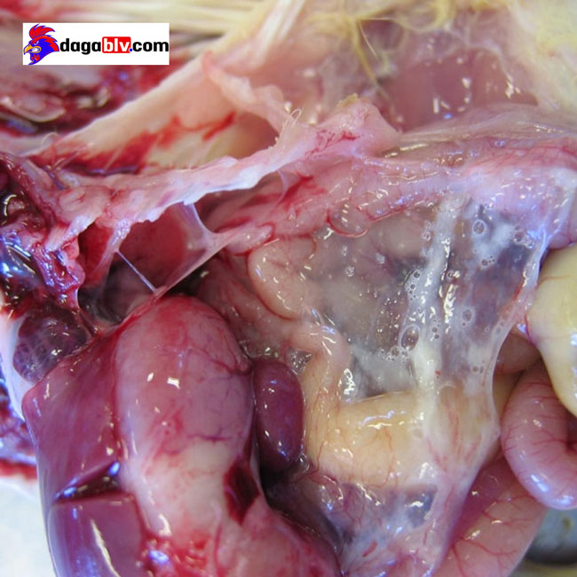 bệnh tích khi nhiễm e coli