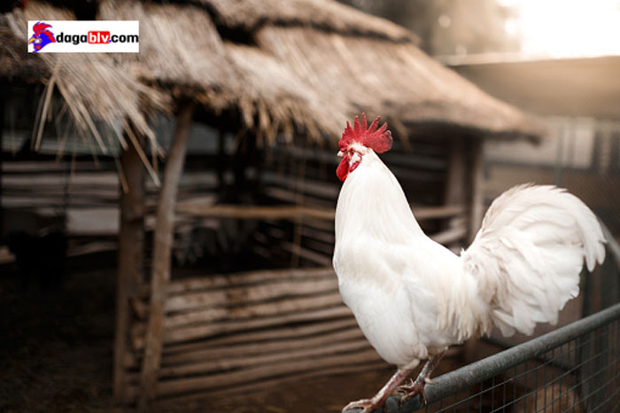 Cách chữa gà bị áp quản mắt Cách chữa gà bị áp quản mắt