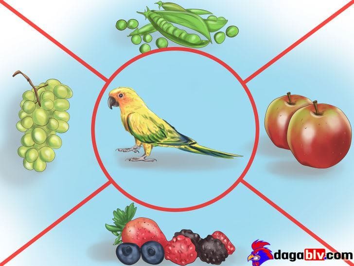 Cho vẹt ăn gì tốt nhất? Cách chăm sóc vẹt khỏe mạnh 3 Cho vẹt ăn gì tốt nhất? Cách chăm sóc vẹt khỏe mạnh Cho vẹt ăn rau xanh