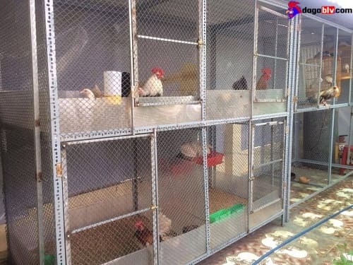 Cách làm chuồng gà trên sân thượng