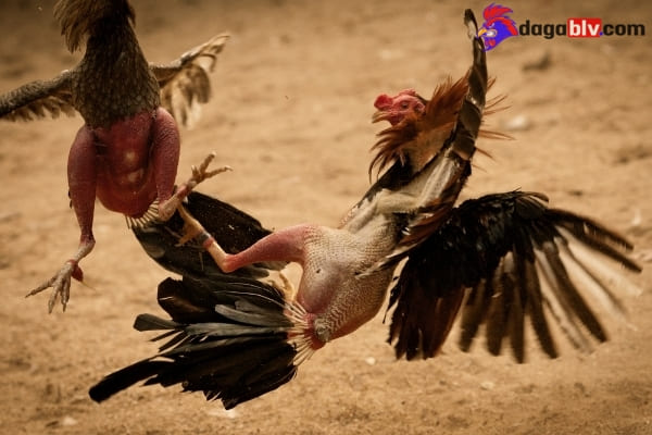 Gà chọi đòn độc hay - đá Mé