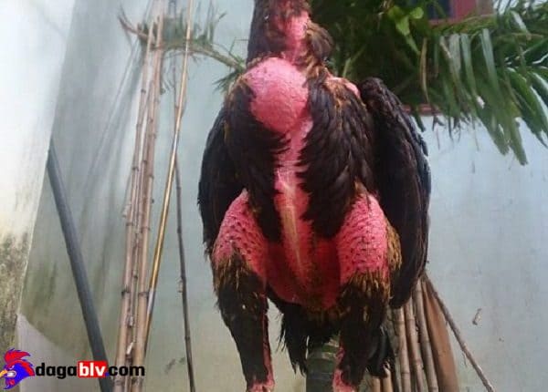Cách trị gà ăn không tiêu do gà bị stress