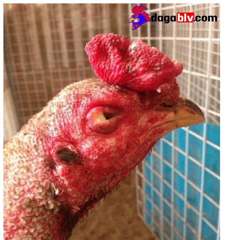 Nguyên Nhân Gà Bị Sưng Mắt – Cách Chữa Bệnh Hiệu Quả Chỉ Sau 7 Ngày 3 Nguyên Nhân Gà Bị Sưng Mắt – Cách Chữa Bệnh Hiệu Quả Chỉ Sau 7 Ngày gà bị sưng mắt do dị vật
