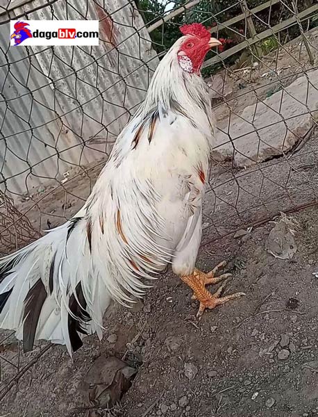 Bạn Biết Gì Về Gà Bướm? Gà Bướm Đá Có Hay Không? Màu Mạng Gà Bướm Là Gì? 5 Bạn Biết Gì Về Gà Bướm? Gà Bướm Đá Có Hay Không? Màu Mạng Gà Bướm Là Gì? Mua gà bướm ở đâu?