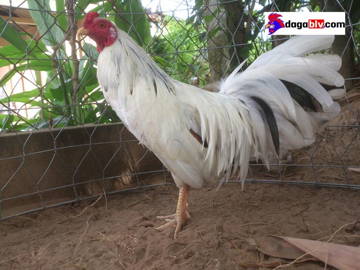 Bạn Biết Gì Về Gà Bướm? Gà Bướm Đá Có Hay Không? Màu Mạng Gà Bướm Là Gì? 4 Bạn Biết Gì Về Gà Bướm? Gà Bướm Đá Có Hay Không? Màu Mạng Gà Bướm Là Gì? Màu chân của gà bướm