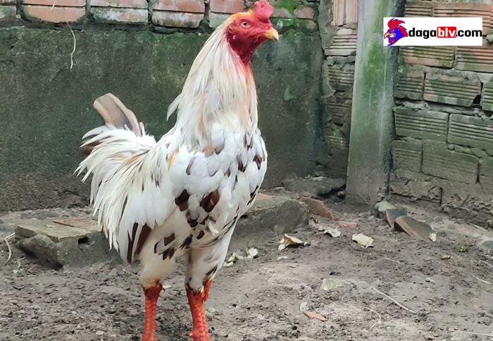 Bạn Biết Gì Về Gà Bướm? Gà Bướm Đá Có Hay Không? Màu Mạng Gà Bướm Là Gì? 3 Bạn Biết Gì Về Gà Bướm? Gà Bướm Đá Có Hay Không? Màu Mạng Gà Bướm Là Gì? gà tre bướm
