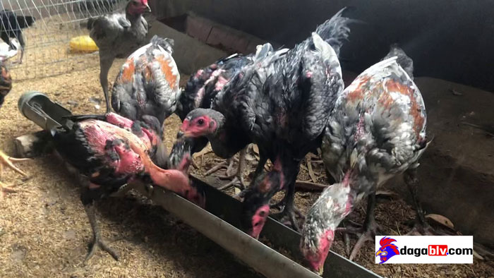 Gà chọi 5 tháng tuổi