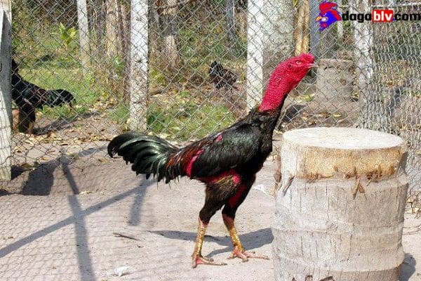 Cách chữa gà chọi bị đi ngoài dứt điểm mới nhất 6 Cách chữa gà chọi bị đi ngoài dứt điểm mới nhất Cách chữa gà chọi bị đi ngoài số lượng nhiều