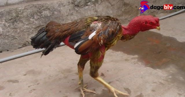 Cách chữa gà chọi bị đi ngoài dứt điểm mới nhất 4 Cách chữa gà chọi bị đi ngoài dứt điểm mới nhất Sử dụng bài thuốc dân gian trị đi ngoài