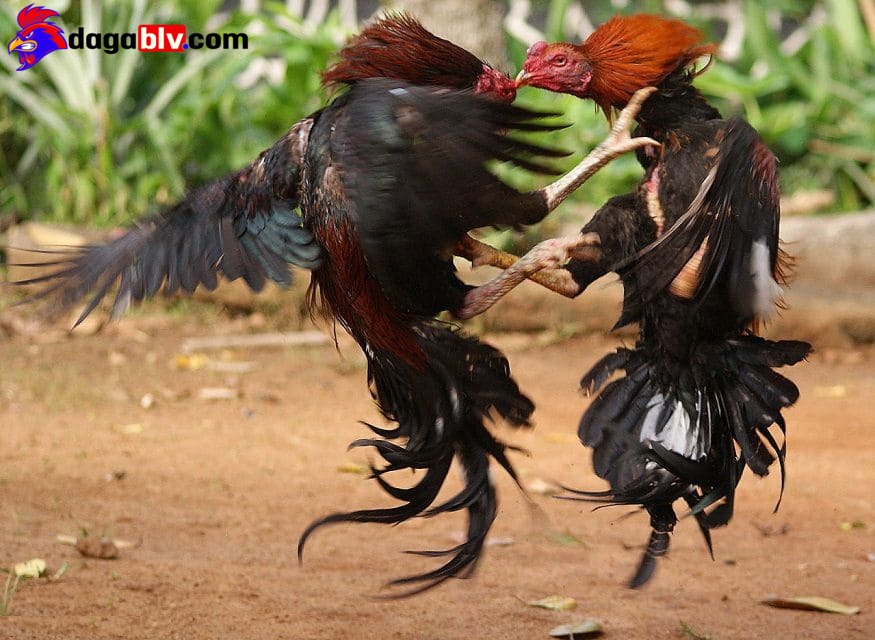 Gà chọi đòn độc - đá liên hoàn cước