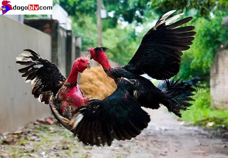 Đòn đá chết gà đá Dọc - Tổng hợp những đòn cáo chết gà