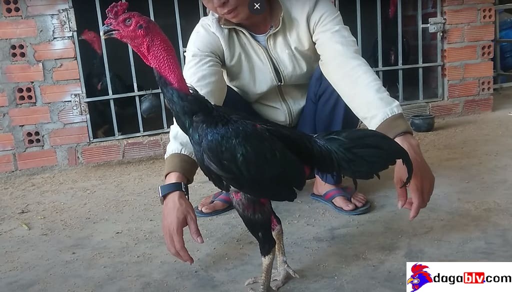 Gà đòn Khánh Hòa Vương giá bao nhiêu?
