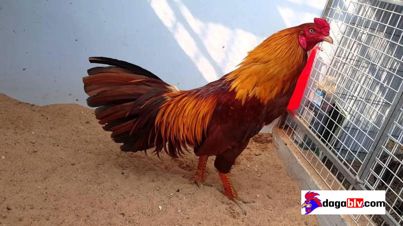 Dòng Gà Khét Có Đá Hay Hay Không? Tìm Hiểu Về Dòng Gà Khét Độc Đáo 2 Dòng Gà Khét Có Đá Hay Hay Không? Tìm Hiểu Về Dòng Gà Khét Độc Đáo Gà khét đá ngày nào