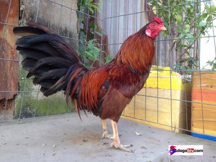 Dòng Gà Khét Có Đá Hay Hay Không? Tìm Hiểu Về Dòng Gà Khét Độc Đáo 5 Dòng Gà Khét Có Đá Hay Hay Không? Tìm Hiểu Về Dòng Gà Khét Độc Đáo Gà chọi màu khét đỏ