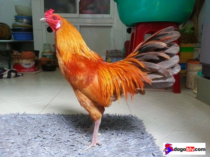 Dòng Gà Khét Có Đá Hay Hay Không? Tìm Hiểu Về Dòng Gà Khét Độc Đáo 6 Dòng Gà Khét Có Đá Hay Hay Không? Tìm Hiểu Về Dòng Gà Khét Độc Đáo Dòng gà khét xám
