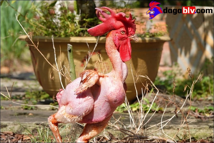 Nuôi gà không lông ở khí hậu Việt Nam