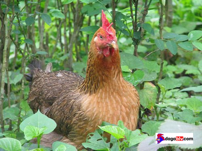 Gà Mái Dầu Là Gì? Có Gì Đặc Biệt Ở Loại Gà Mái Dầu Ôm Trứng? 1 Gà Mái Dầu Là Gì? Có Gì Đặc Biệt Ở Loại Gà Mái Dầu Ôm Trứng? Gà mái