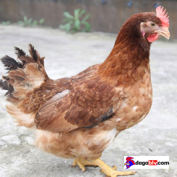 Hình ảnh gà mái dầu Hình ảnh gà mái dầu
