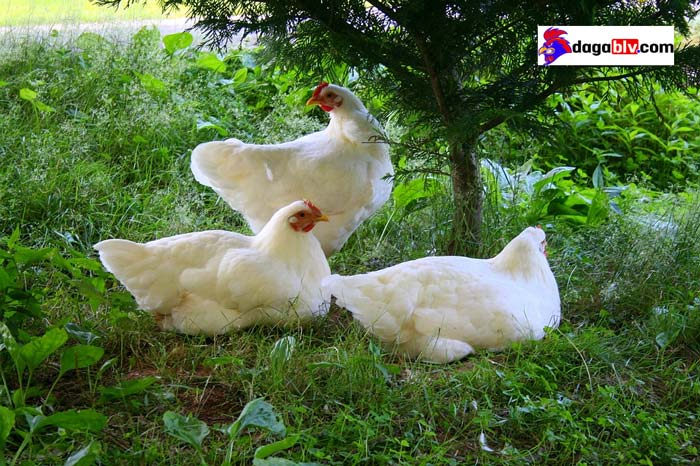 gà mái dầu gà mái dầu