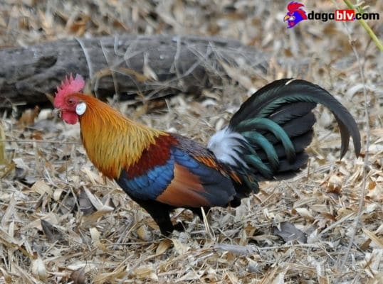 Gà rừng lông đỏ - Giống gà có tên trong danh sách đỏ bị truy lùng 5 Gà rừng lông đỏ - Giống gà có tên trong danh sách đỏ bị truy lùng Tập tính của gà rừng lông đỏ