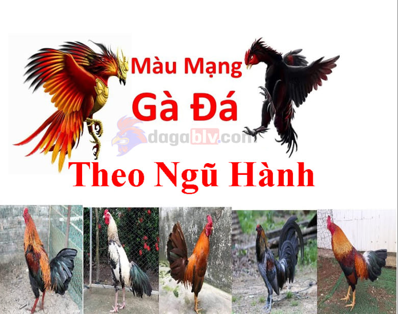 Bật Mí Tuyệt Chiêu Xem Màu Mạng Gà Đá Hôm Nay Chuẩn Xác Nhất 3 Bật Mí Tuyệt Chiêu Xem Màu Mạng Gà Đá Hôm Nay Chuẩn Xác Nhất Xem màu mạng gà đá hôm nay theo ngũ hành
