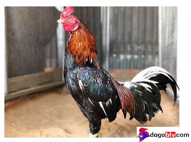 Bật Mí Tuyệt Chiêu Xem Màu Mạng Gà Đá Hôm Nay Chuẩn Xác Nhất 6 Bật Mí Tuyệt Chiêu Xem Màu Mạng Gà Đá Hôm Nay Chuẩn Xác Nhất Những điều cần lưu ý khi xem màu mạng gà đá hôm nay qua kinh kê